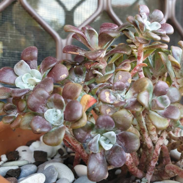 plant image 1336242
