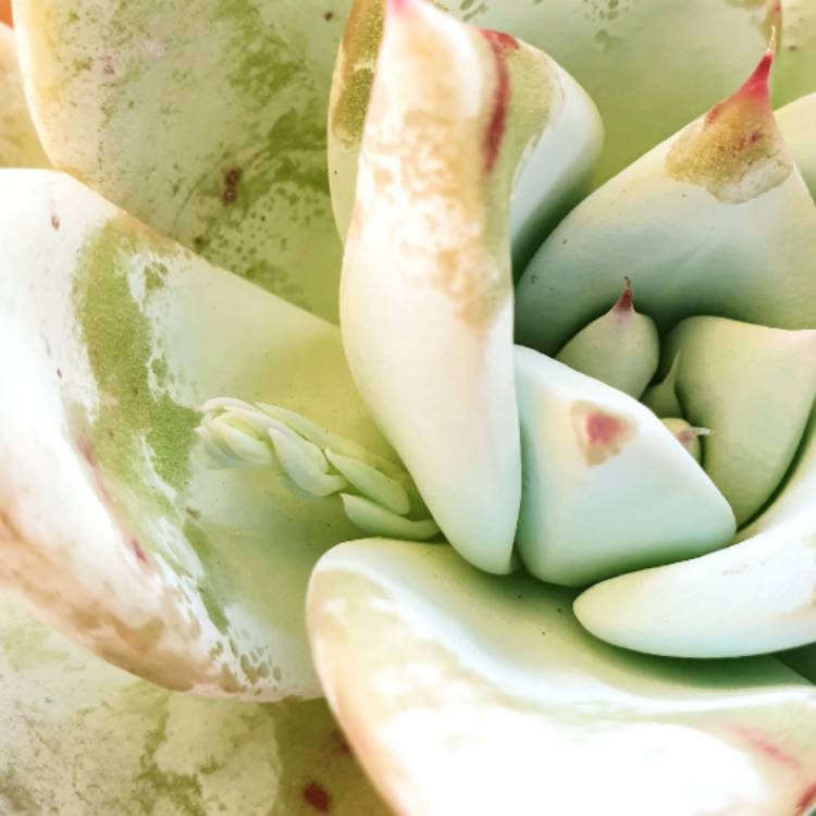 plant image 1338015
