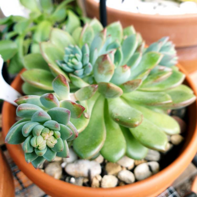 plant image 1338017 plant image 1338017