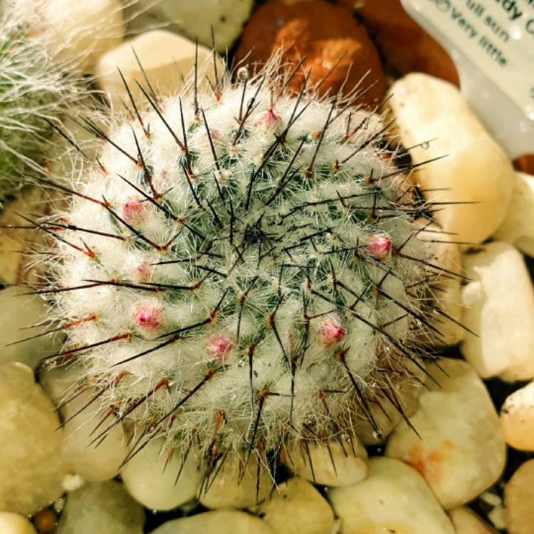 plant image 1342811