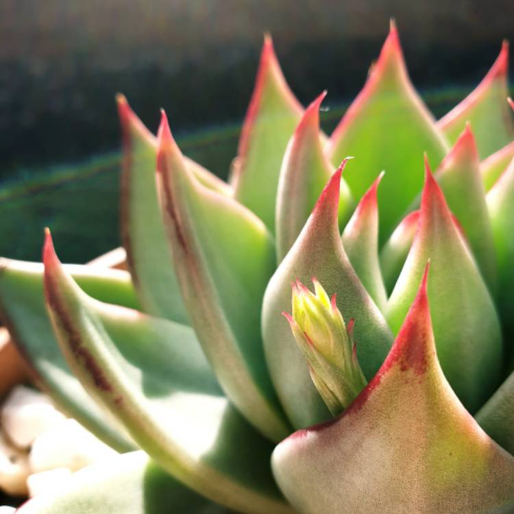 plant image 1343747