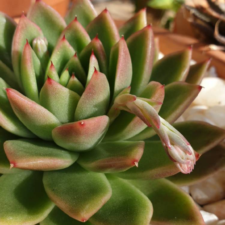 plant image 1347646
