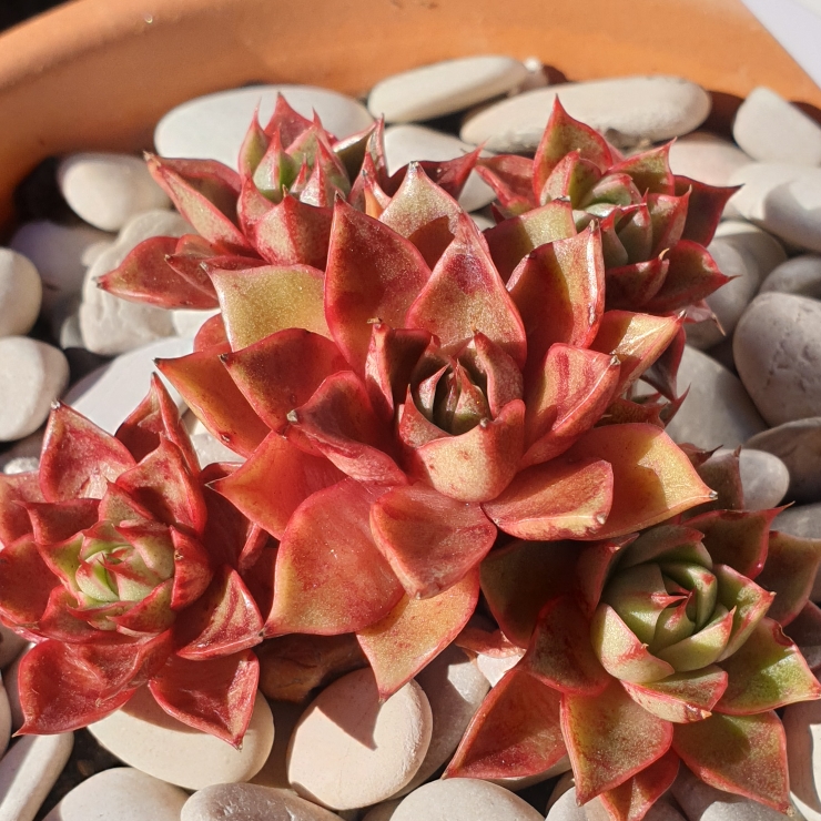 plant image 1347648
