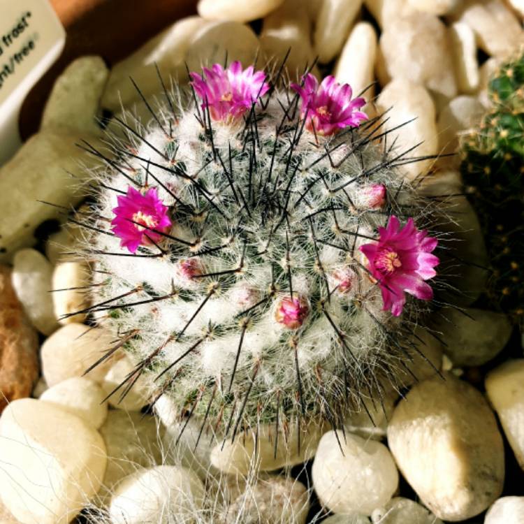 plant image 1348509