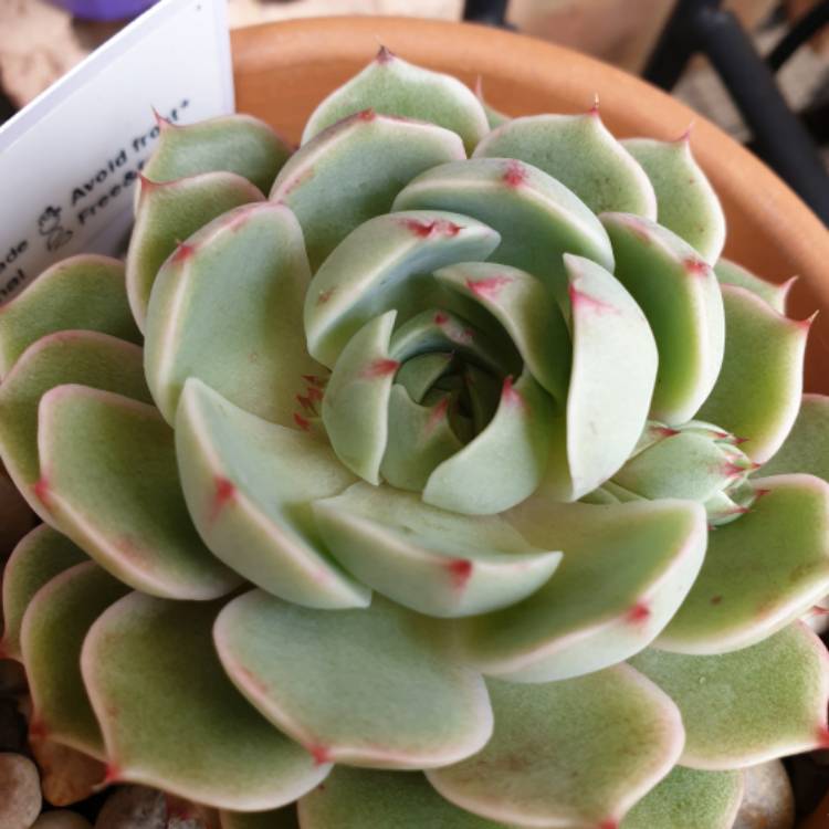 plant image 1356887