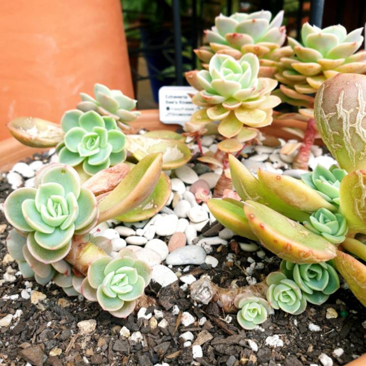 plant image 1356892 plant image 1356892