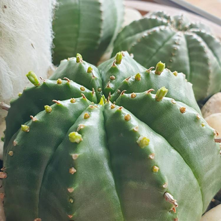plant image 1365158