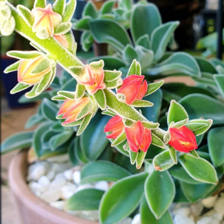 plant image 1366450 plant image 1366450