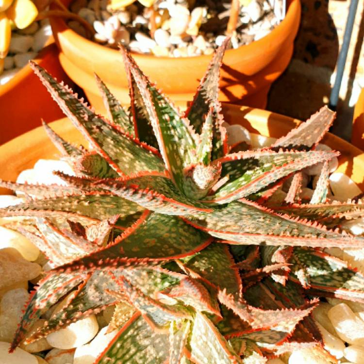 plant image 1373427
