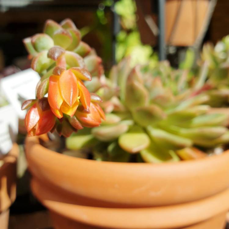 plant image 1375052 plant image 1375052