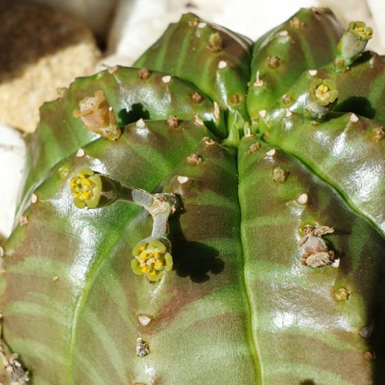 plant image 1400908
