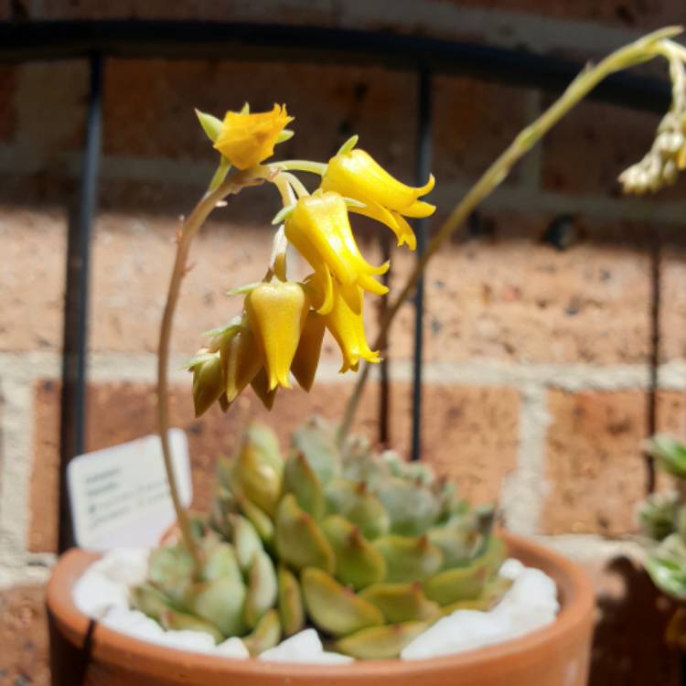 plant image 1400931