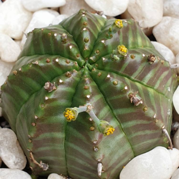plant image 1403995