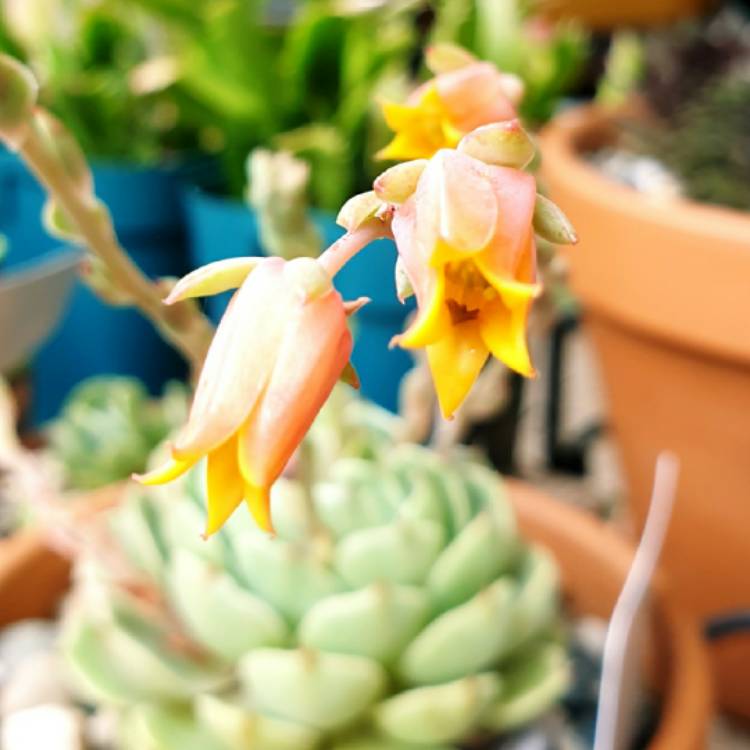 plant image 1406978