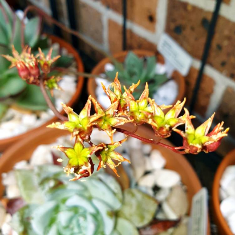 plant image 1406987