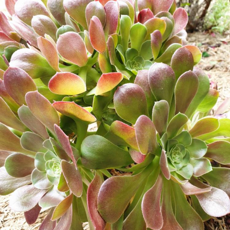 plant image 1407904