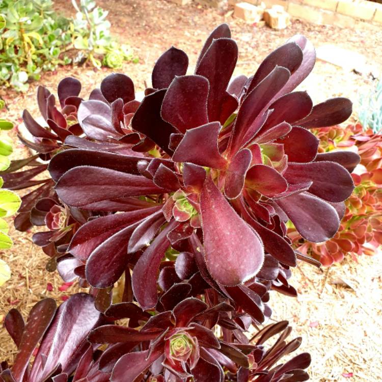 plant image 1407912