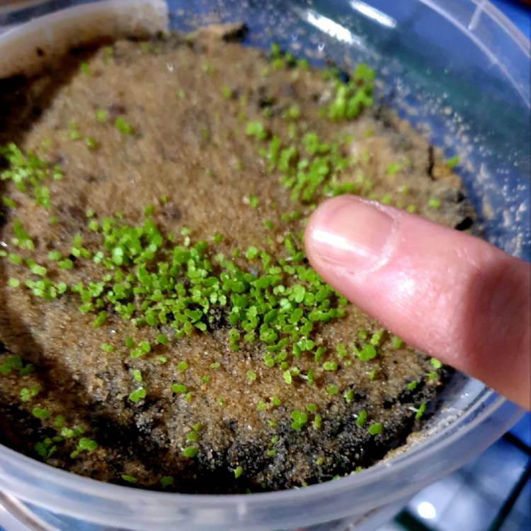 plant image 1418679