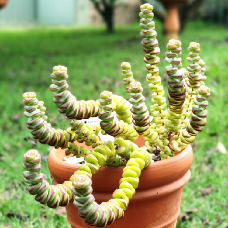 plant image 1422985