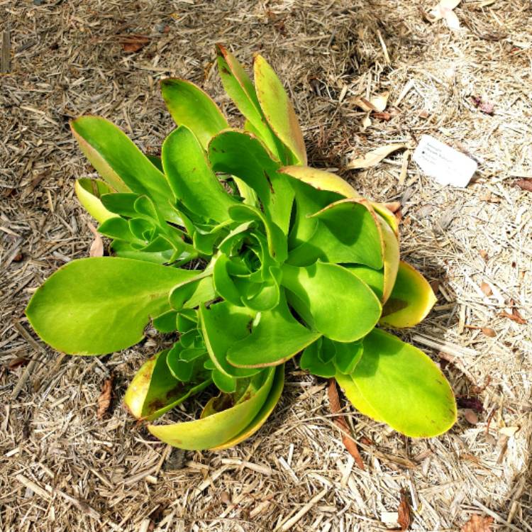 Plant image Aeonium Urbicum Rubrum