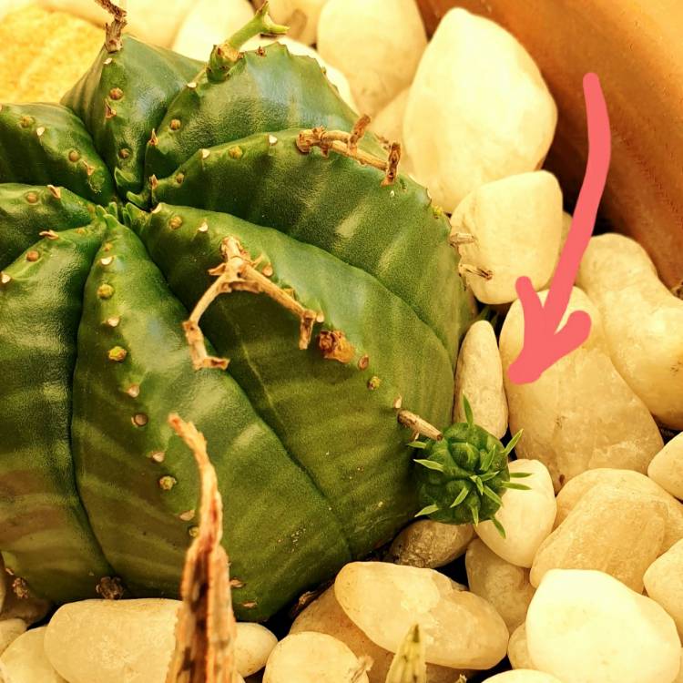 plant image 1431399