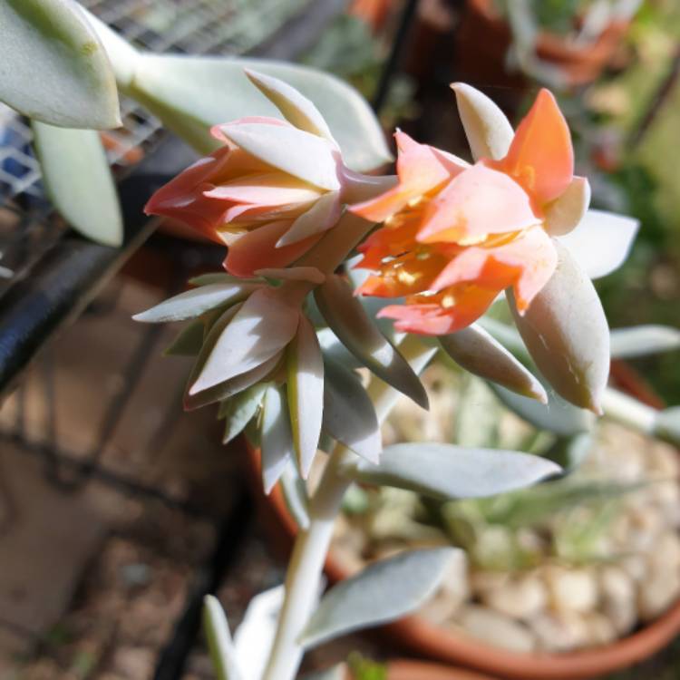 plant image 1445741