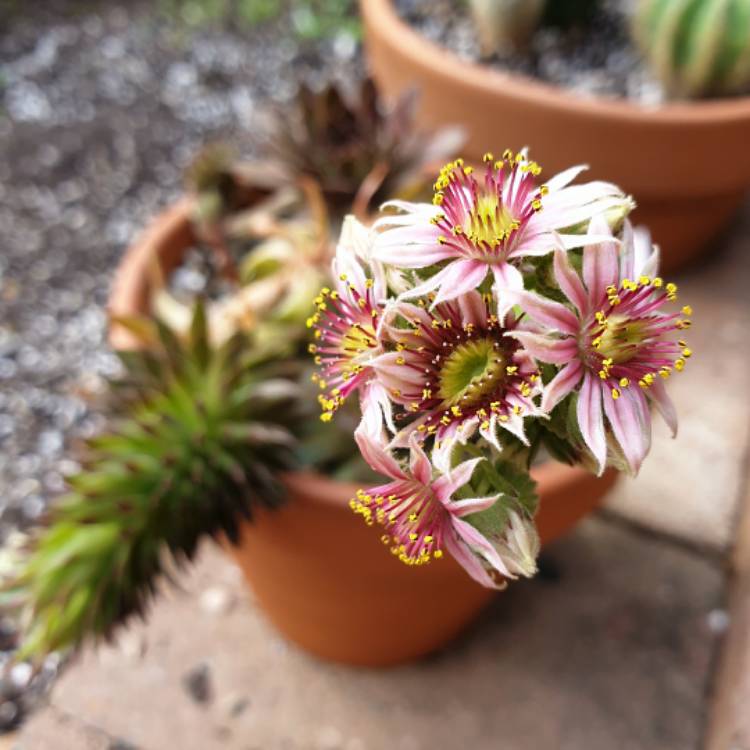 plant image 1445827 plant image 1445827