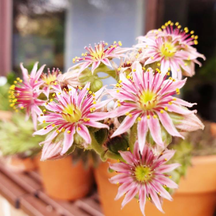 plant image 1448925 plant image 1448925