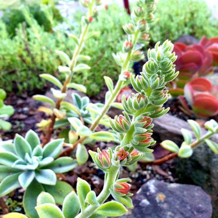 plant image 1496221 plant image 1496221