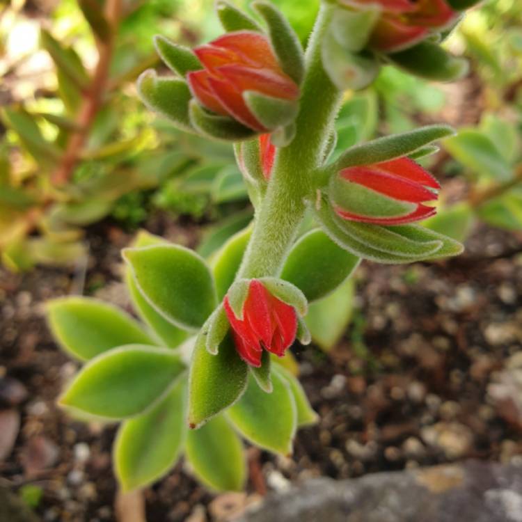 plant image 1500264 plant image 1500264