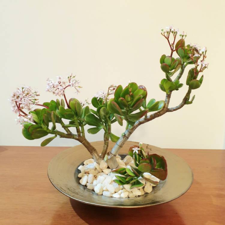 plant image 1508194