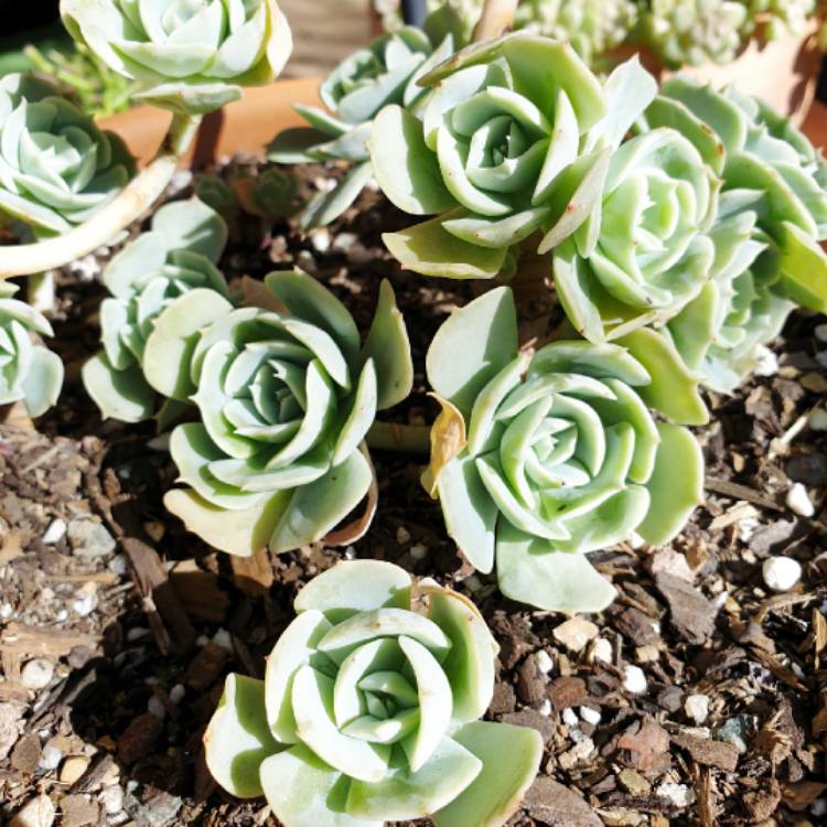 plant image 1509771