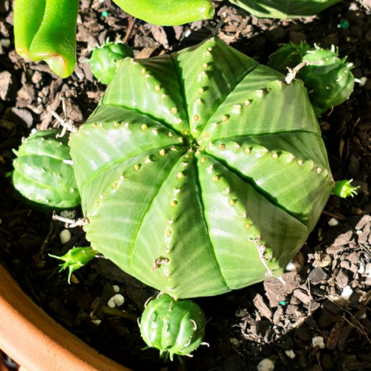 plant image 1515780