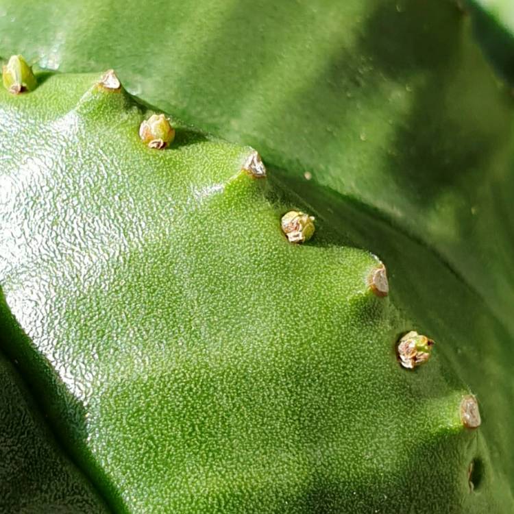 plant image 1515781