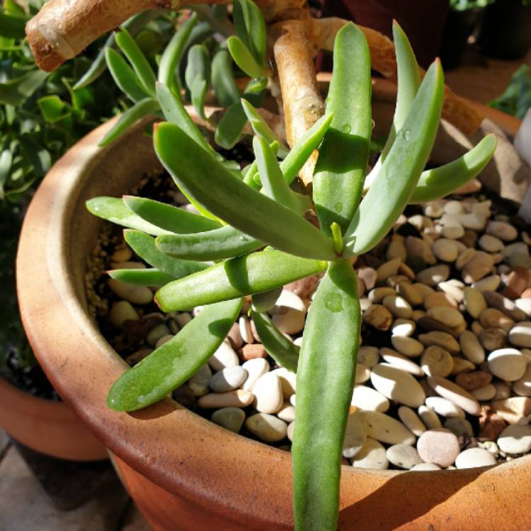 plant image 1521540 plant image 1521540