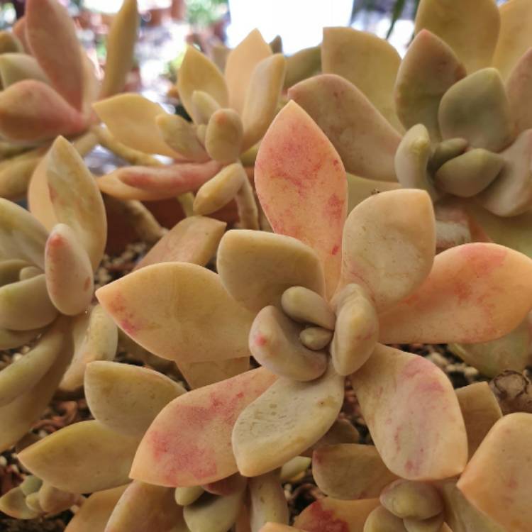 plant image 1524888