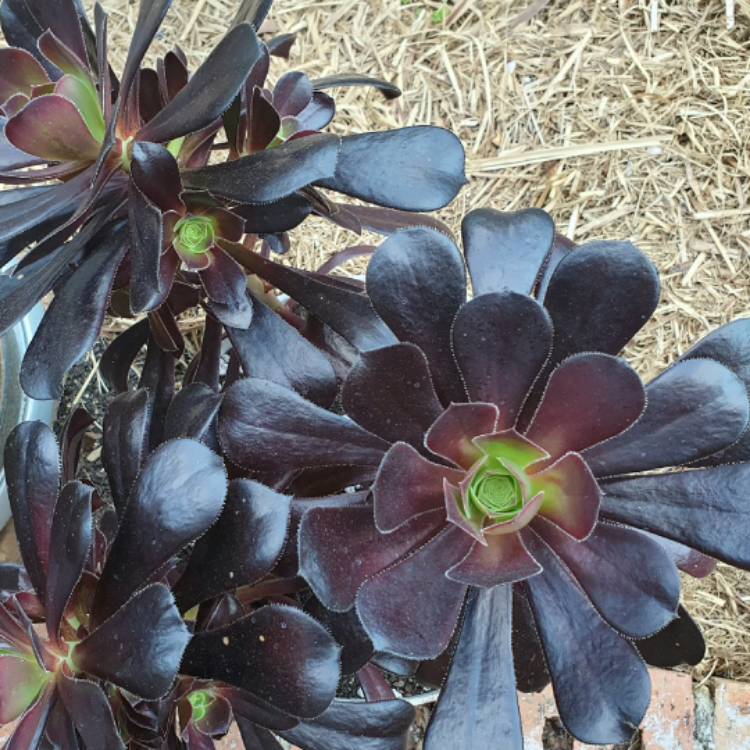 plant image 1524975
