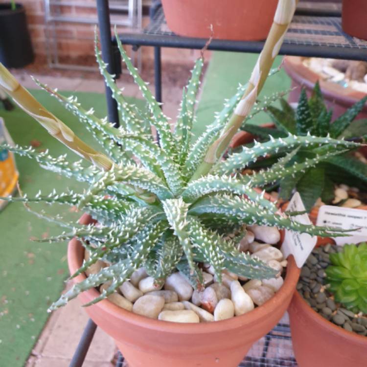 plant image 1526552