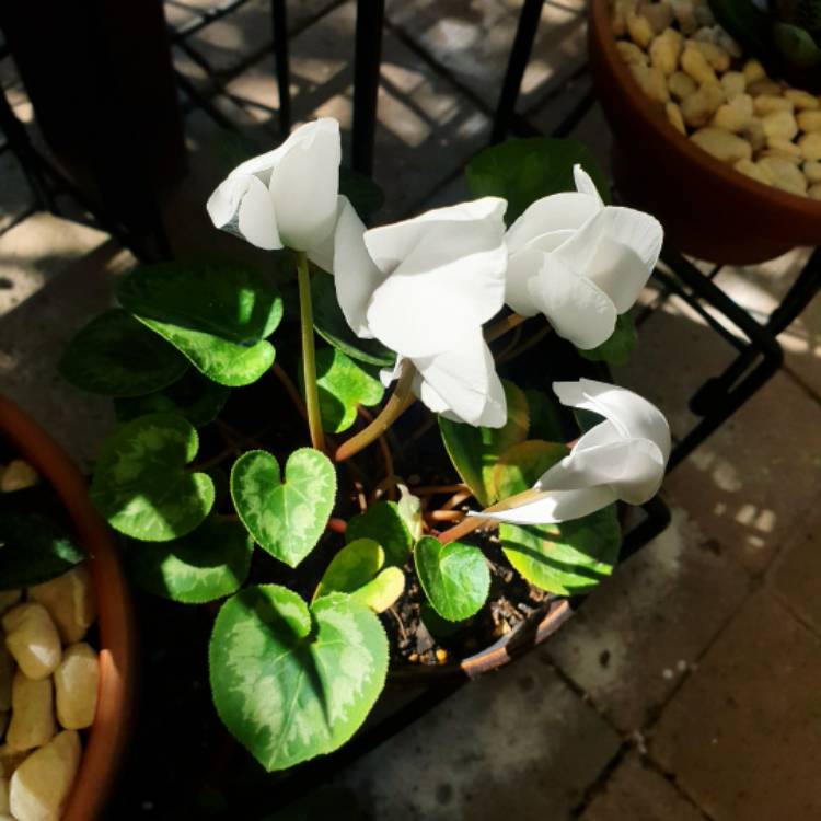 plant image 1528920 plant image 1528920