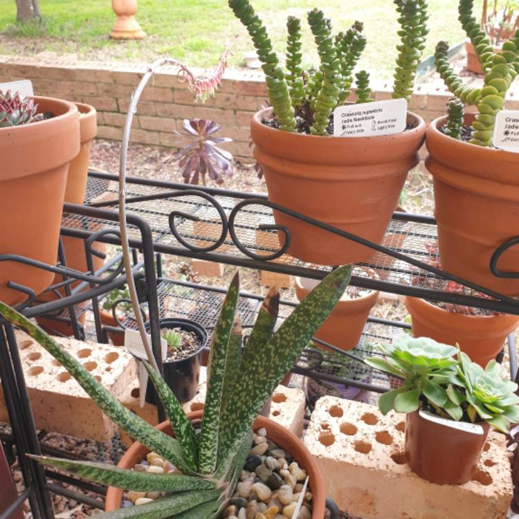Plant image Gasteria