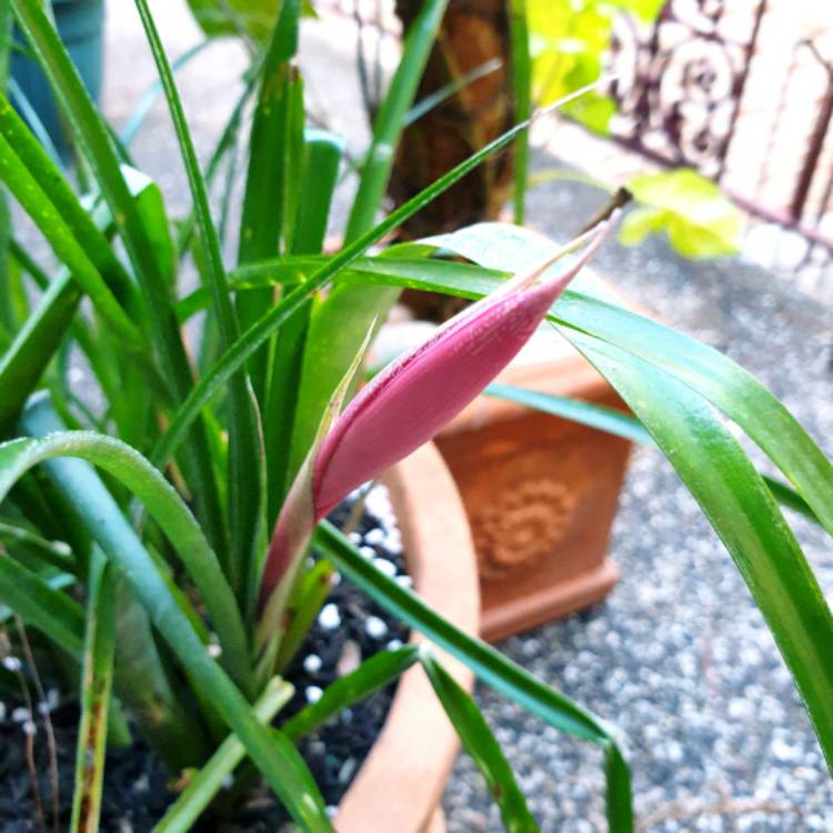 plant image 1530063 plant image 1530063