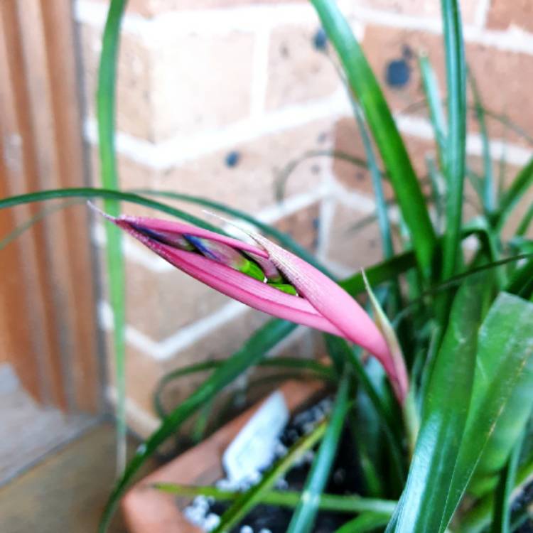 plant image 1530675 plant image 1530675