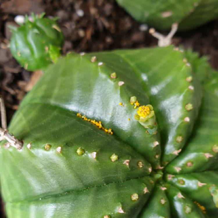 plant image 1533016