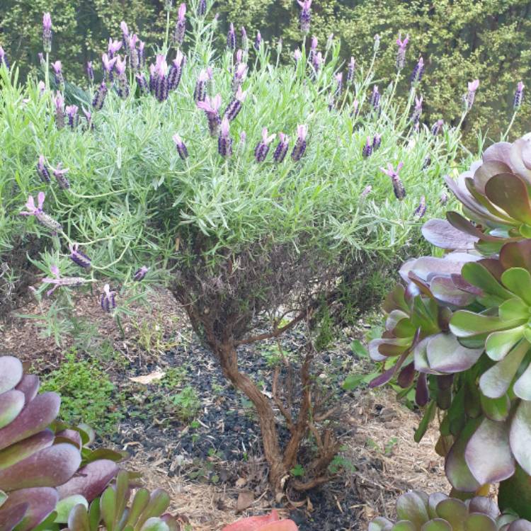 plant image 1535113 plant image 1535113