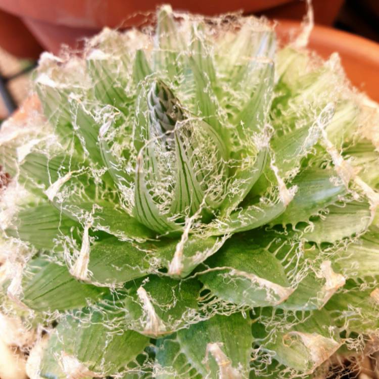 plant image 1535540