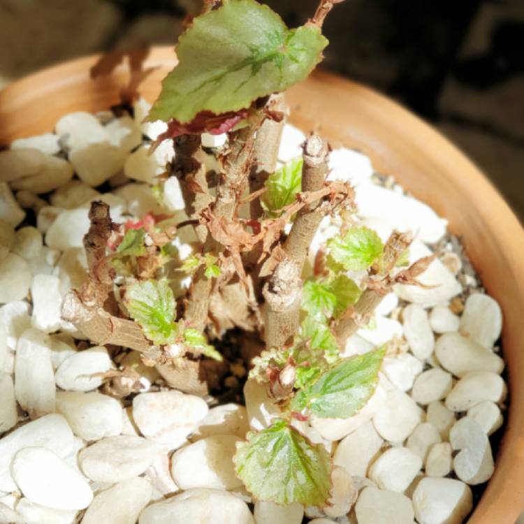 plant image 1536907 plant image 1536907