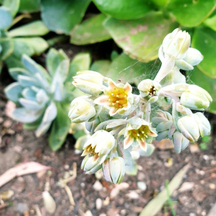 plant image 1543504
