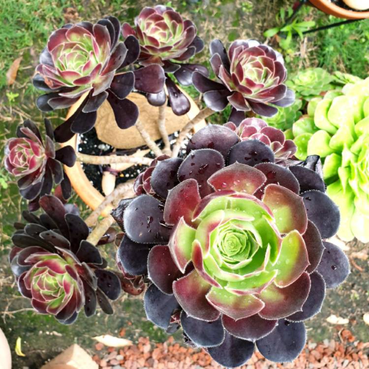plant image 1545964