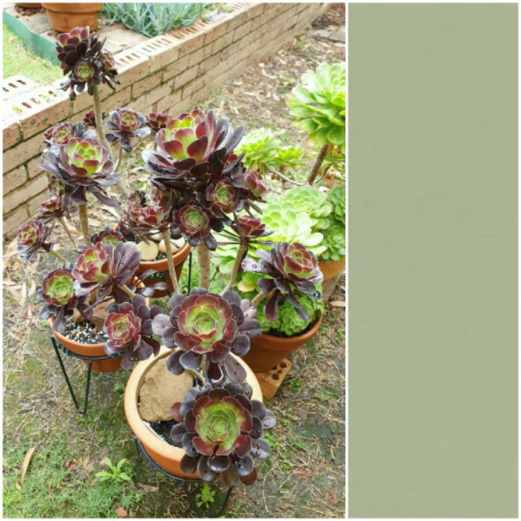 plant image 1545965