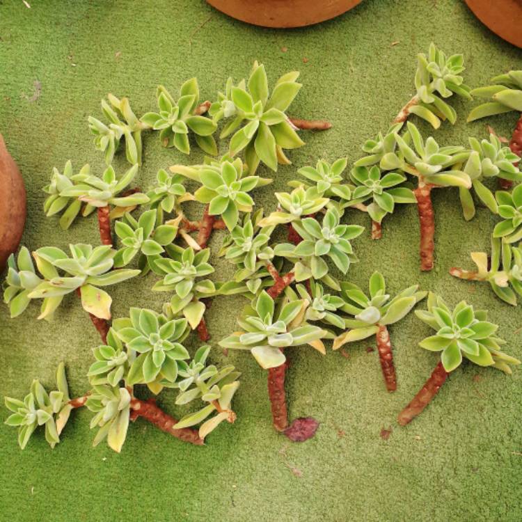 plant image 1551247 plant image 1551247